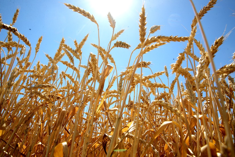 урожай зерна в Ростовской области