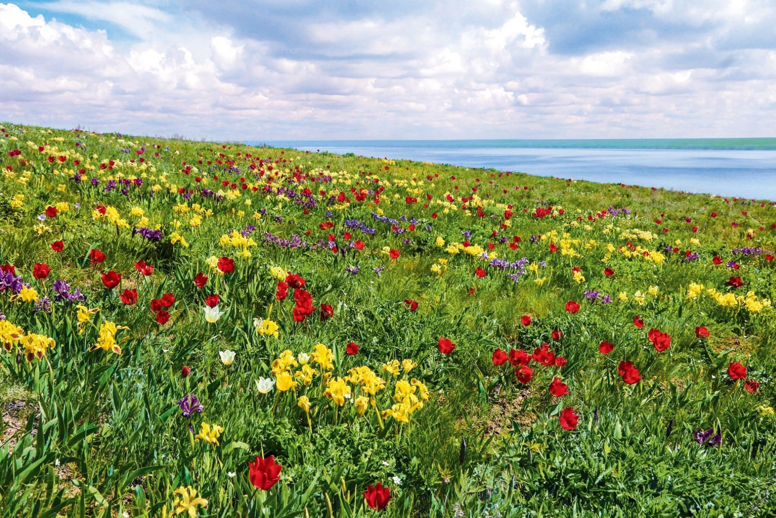 Фестиваль «ВОСПЕТАЯ СТЕПЬ», посвященный массовому цветению тюльпанов и ирисов